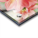 Dahlia Pinnata Acrylic print