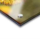 Sundance Seedhead Acrylic print