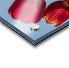 Red Tulips Impression Acrylique