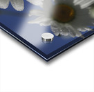 Early Morning Daisies Acrylic print