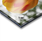 Red and Yellow Tulip Acrylic print