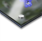 Myosotis Sylvatica Acrylic print