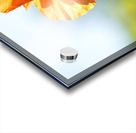 Poppy Burning Impression Acrylique