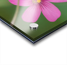 Pink Splash Acrylic print