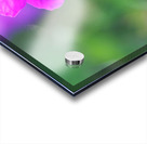 Little Bead Acrylic print