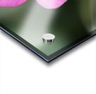 Splash Of Color Acrylic print