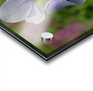 Violet Blue One Acrylic print