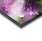 Chive Blossom Acrylic print