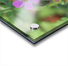 Little Robin Acrylic print