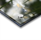 White Daisies Acrylic print