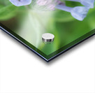 Little Bells Acrylic print