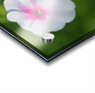 Bright Eyes Acrylic print