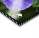 Blue Velvet Acrylic print