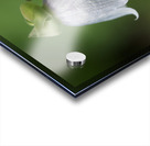 Bellflower Impression Acrylique