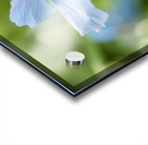 Himalayan Blue Poppy Acrylic print