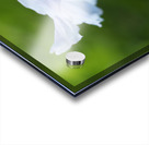 Himalayan Poppy Acrylic print