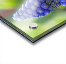 Muscari Acrylic print