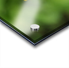 Yellow Bud Acrylic print