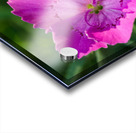 Maiden Pink Impression Acrylique