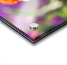 Purple Coneflower Acrylic print