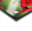 Japanese Primrose Acrylic print