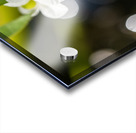 Threeleaf Arrowhead Acrylic print