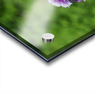 Phlox Bouquet Acrylic print