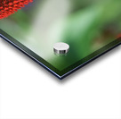 Vialii Acrylic print