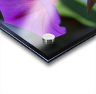 Shine Bright Acrylic print