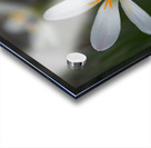 Swamp Lily Acrylic print