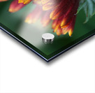 Firewheel Acrylic print