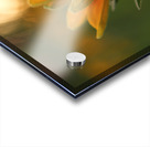 Another Day Acrylic print