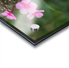 Morning Beauties Acrylic print