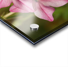 Pink Stars Acrylic print