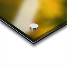 Fragile Beauty Acrylic print