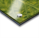 Giant  Leaf Impression Acrylique