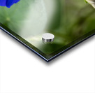 Purple Morning Glory with bud Acrylic print