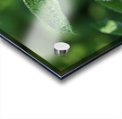 Droplets Acrylic print