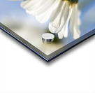 Oxeye Daisies Acrylic print