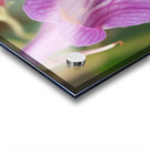 Dear Little One Acrylic print