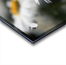 Marguerites Impression Acrylique