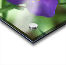 Bluejacket Acrylic print