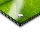 Leaf Texture Acrylic print