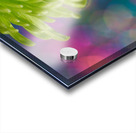 Green Chrysanthemum Acrylic print