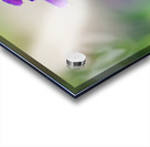 Teasers Acrylic print