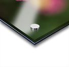 Strawflower Acrylic print