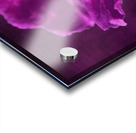 Bloody Geranium Acrylic print