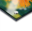 Ruddle Acrylic print