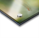 Dragonfly Acrylic print