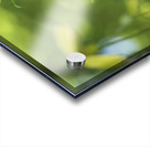 Golden Tiara Acrylic print